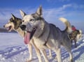 Husky Safari 10 km Self-Drive, Levi