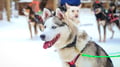 Husky Safari 10 km Self-Drive, Levi