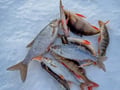 Rovaniemi: Ice Fishing Tour on Private Lakefront & BBQ - Small Group
