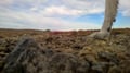 Scenic half-day hike to the Arctic Highlands of Utsjoki