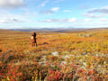 Ruska, autumn colors, in Kaldoaivi wilderness area.