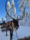 Snowy Forest Reindeer Ride in Rovaniemi