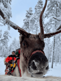 Snowy Forest Reindeer Ride in Rovaniemi