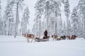Snowy Forest Reindeer Ride in Rovaniemi