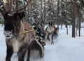 COMBINED SNOWMOBILE AND REINDEER SAFARI (1km)