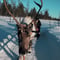 Night Reindeer Safari with possibility of auroras
