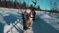 Night Reindeer Safari with possibility of auroras