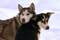Husky Safari 5-6 km Self-Drive in a Hidden Forest Kennel, Levi