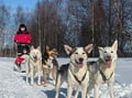 Husky Safari 5-6 km Self-Drive in a Hidden Forest Kennel, Levi