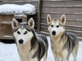 Husky Safari 5-6 km Self-Drive in a Hidden Forest Kennel, Levi
