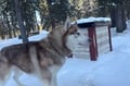 Husky Safari 5-6 km Self-Drive in a Hidden Forest Kennel, Levi