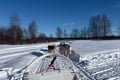 Husky Safari 5-6 km Self-Drive in a Hidden Forest Kennel, Levi