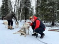 Husky Safari 5-6 km Self-Drive in a Hidden Forest Kennel, Levi