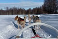 Husky Safari 5-6 km Self-Drive in a Hidden Forest Kennel, Levi