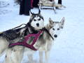 Husky Safari 5-6 km Self-Drive in a Hidden Forest Kennel, Levi