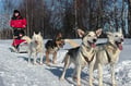 Husky Safari 5-6 km Self-Drive in a Hidden Forest Kennel, Levi