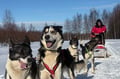 Husky Safari 5-6 km Self-Drive in a Hidden Forest Kennel, Levi