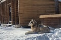 Husky Safari 5-6 km Self-Drive in a Hidden Forest Kennel, Levi