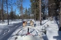 Husky Safari 5-6 km Self-Drive in a Hidden Forest Kennel, Levi