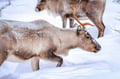 Arctic Snowmobile Reindeer & Ice Fishing Expedition Levi