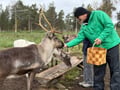 Reindeer Farm Visit & Wilderness Fell Adventure