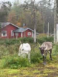 Reindeer Farm Visit & Wilderness Fell Adventure