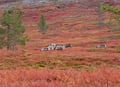 Colourful autumn in Lapland and possibility to see reindeer running wild