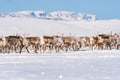 Private - Visit Sami People And Spend A Day Reindeer Herding From Levi (By request)