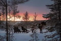 Snowy horse sleigh ride