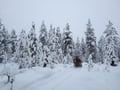 Snowy horse sleigh ride