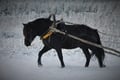 Snowy horse sleigh ride