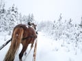 Snowy horse sleigh ride