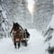 Snowy horse sleigh ride
