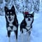 THE SMALL MUSHER with Real Huskies (5km husky ride)