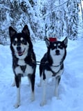THE SMALL MUSHER with Real Huskies (5km husky ride)