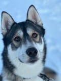 THE FAMILY & HUSKY FUN with Real Huskies (2km husky ride)