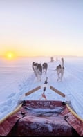 THE SMALL MUSHER with Real Huskies (5km husky ride)