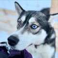 THE FAMILY & HUSKY FUN with Real Huskies (2km husky ride)