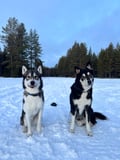 THE FAMILY & HUSKY FUN with Real Huskies (2km husky ride)