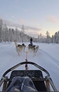 THE REAL MUSHER with Real Huskies (10km husky ride)