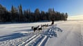 THE SMALL MUSHER with Real Huskies (5km husky ride)