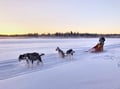 THE SMALL MUSHER with Real Huskies (5km husky ride)