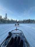 THE SMALL MUSHER with Real Huskies (5km husky ride)