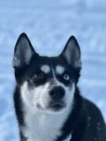THE FAMILY & HUSKY FUN with Real Huskies (2km husky ride)