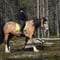 Siberian Jay's Way – Horseback trail ride