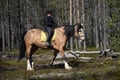 Siberian Jay's Way – Horseback trail ride