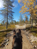 Siberian Jay's Way – Horseback trail ride