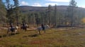 Siberian Jay's Way – Horseback trail ride