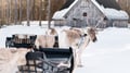400m REINDEER SLEIGH RIDE ON A TRADITIONAL FARM + EXCURSION WITH BBQ IN VIKAKÖNGÄS