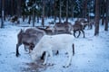 400m REINDEER SLEIGH RIDE ON A TRADITIONAL FARM + EXCURSION WITH BBQ IN VIKAKÖNGÄS